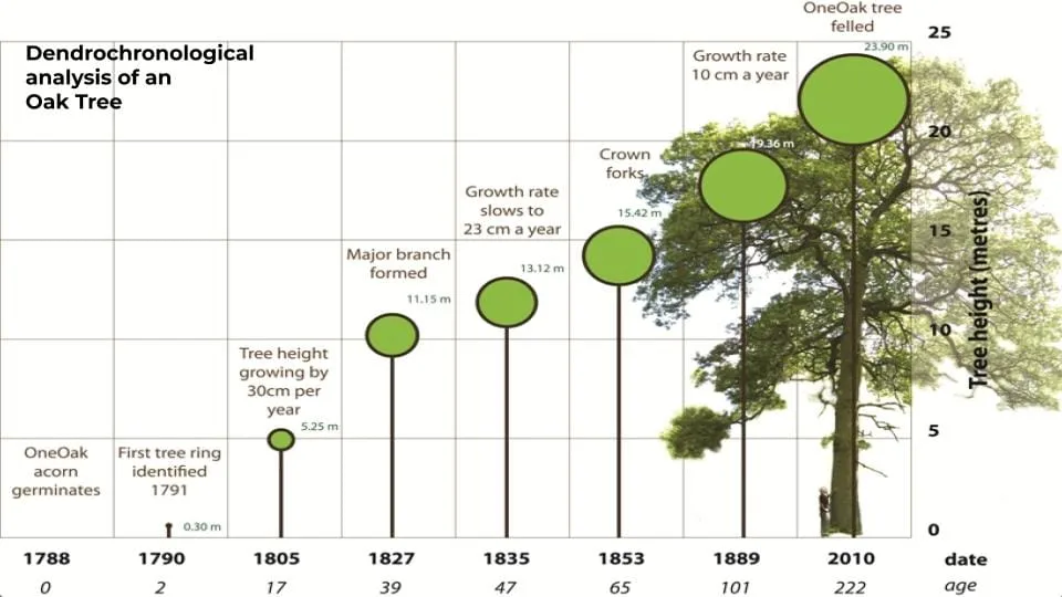Dendrochronological analysis diagram of an oak tree showing growth rings from 1788 to 2010, with timeline markers, growth rates, and major branch formation dates