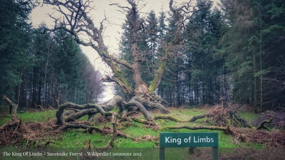 Fallen tree in Savernake Forest with "King of Limbs" text overlay - forest landscape with moss-covered logs and evergreen trees